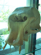 Череп карликового слона