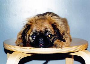  (http://pekingese.narod.ru)