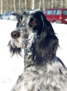  (http://www.englishsetter.ru)