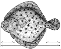      zoometod.narod.ru/ryby/ryby_70.html